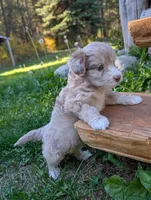Tornado, a male Miniature Aussiedoodle for sale in Spirit Lake, ID – 3 of 5