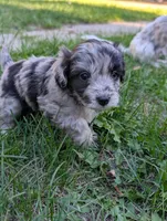 Stormy, a female Miniature Aussiedoodle for sale in Spirit Lake, ID – 6 of 7