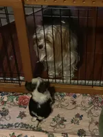 Mirakel - SOLD, a male Yorkshire Terrier for sale in Milwaukee, WI – Photo 7 of 9