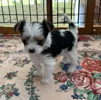 Mirakel - SOLD, a male Yorkshire Terrier for sale in Milwaukee, WI – Photo 3 of 9