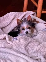 Mirakel - SOLD, a male Yorkshire Terrier for sale in Milwaukee, WI – Photo 8 of 9