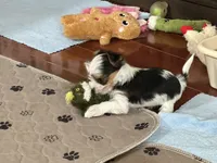 Mirakel - SOLD, a male Yorkshire Terrier for sale in Milwaukee, WI – Photo 6 of 9