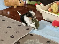 Mirakel - SOLD, a male Yorkshire Terrier for sale in Milwaukee, WI – Photo 5 of 9