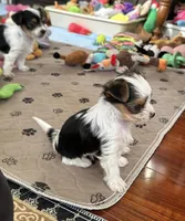 Mirakel - SOLD, a male Yorkshire Terrier for sale in Milwaukee, WI – Photo 4 of 9