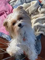 Mirakel - SOLD, a male Yorkshire Terrier for sale in Milwaukee, WI – Photo 9 of 9