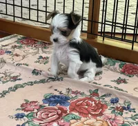 Mirakel - SOLD, a male Yorkshire Terrier for sale in Milwaukee, WI – Photo 2 of 9