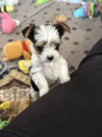 Mirakel - SOLD, a male Yorkshire Terrier for sale in Milwaukee, WI – Photo 1 of 9