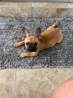 bruno, a  French Bulldog for sale in Phoenix, AZ – 3 of 3