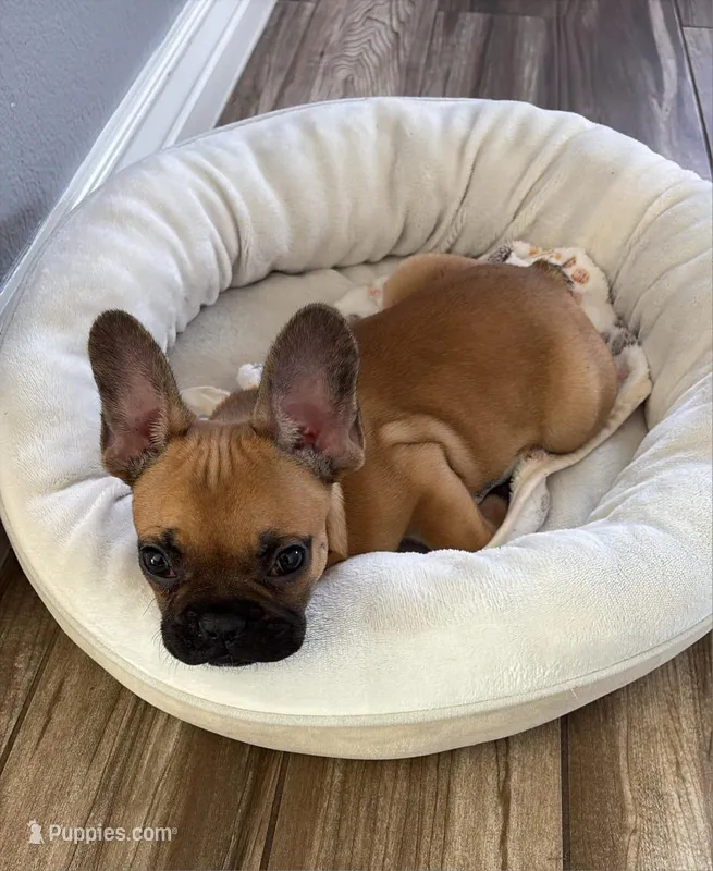 bruno – French Bulldog puppy for sale in Phoenix, AZ