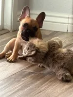 bruno, a  French Bulldog for sale in Phoenix, AZ – 2 of 3