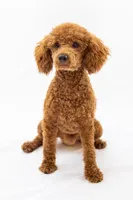 Duke, a male Poodle - Toy  for sale in West Palm Beach, FL – Photo 2 of 3