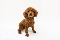 Duke, a male Poodle - Toy  for sale in West Palm Beach, FL – Photo 3 of 3
