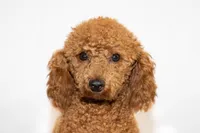 Duke, a male Poodle - Toy  for sale in West Palm Beach, FL – Photo 1 of 3