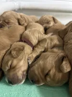 F1 mini Goldendoodles, a male Miniature Goldendoodle for sale in West Palm Beach, FL – Photo 2 of 3