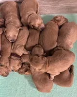 F1 mini Goldendoodles, a male Miniature Goldendoodle for sale in West Palm Beach, FL – Photo 1 of 3
