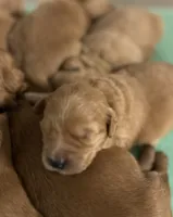 F1 mini Goldendoodles, a male Miniature Goldendoodle for sale in West Palm Beach, FL – Photo 3 of 3