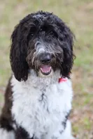 Ivy 2 Girl, a female Sheepadoodle and Double Doodle for sale in Apopka, FL – Photo 8 of 10
