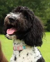 Ivy 2 Girl, a female Sheepadoodle and Double Doodle for sale in Apopka, FL – Photo 9 of 10