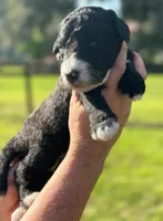 Ivy 2 Girl, a female Sheepadoodle and Double Doodle for sale in Apopka, FL – Photo 1 of 10