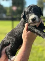 Ivy 2 Girl, a female Sheepadoodle and Double Doodle for sale in Apopka, FL – Photo 3 of 10