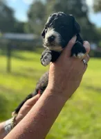 Ivy 2 Girl, a female Sheepadoodle and Double Doodle for sale in Apopka, FL – Photo 2 of 10