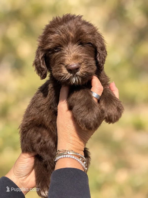 Marty – Labradoodle, Sheepadoodle puppy for sale in Apopka, FL