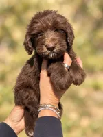 Marty, a male Labradoodle and Sheepadoodle for sale in Apopka, FL – 1 of 8