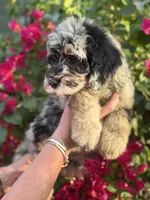 Iris Girl Three, a female Labradoodle and Sheepadoodle for sale in Apopka, FL – Photo 3 of 4