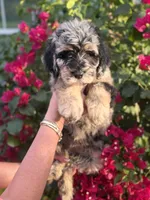 Iris Girl Three, a female Labradoodle and Sheepadoodle for sale in Apopka, FL – Photo 2 of 4