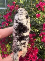 Iris Girl Three, a female Labradoodle and Sheepadoodle for sale in Apopka, FL – Photo 4 of 4