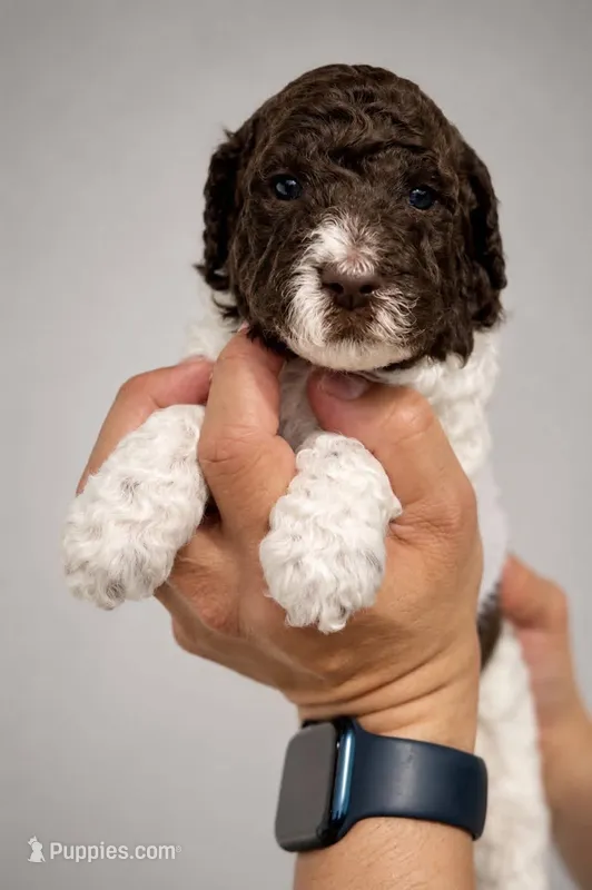 Peggy – Labradoodle puppy for sale in Apopka, FL