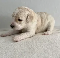 Thor , a male Labradoodle for sale in Apopka, FL – 3 of 7