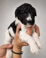 Rocket, a male Labradoodle for sale in Apopka, FL – 2 of 8