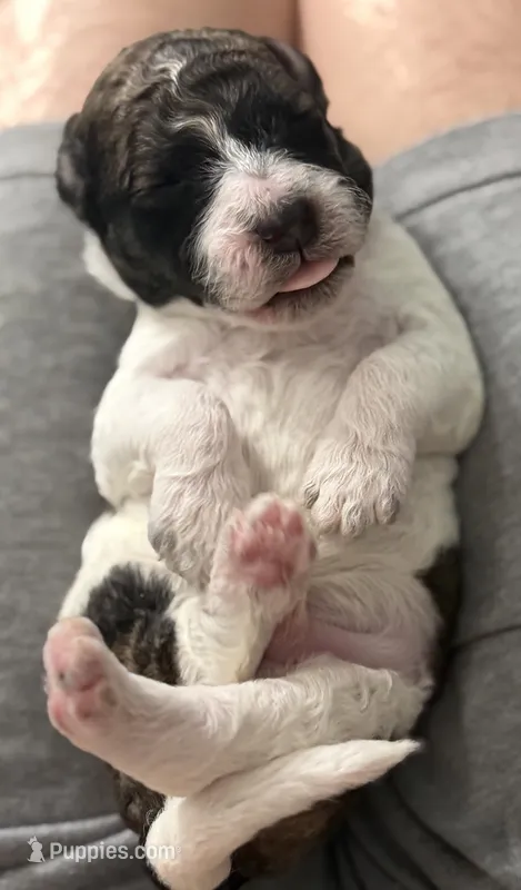 Baby boy – Labradoodle puppy for sale in Apopka, FL