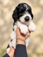 Lorain, a female Labradoodle and Sheepadoodle for sale in Apopka, FL – 3 of 8