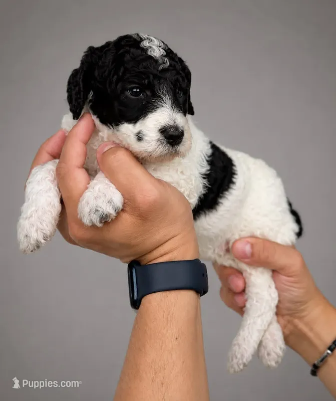 Banner – Labradoodle puppy for sale in Apopka, FL