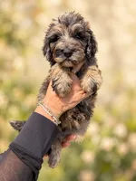 Lani, a female Labradoodle and Sheepadoodle for sale in Apopka, FL – 4 of 7