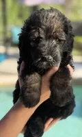 Valentina, a female Labradoodle for sale in Apopka, FL – Photo 5 of 6