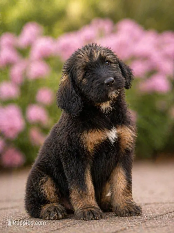 Valentina – Labradoodle puppy for sale in Apopka, FL
