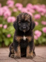 Valentina, a female Labradoodle for sale in Apopka, FL – Photo 2 of 6