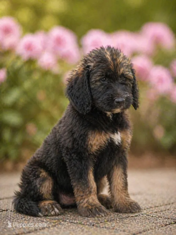 Valentina – Labradoodle puppy for sale in Apopka, FL