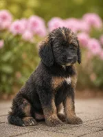 Valentina, a female Labradoodle for sale in Apopka, FL – Photo 1 of 6