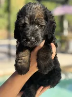 Valentina, a female Labradoodle for sale in Apopka, FL – Photo 4 of 6