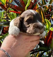 #3IN Choc Parti F, a female Sheepadoodle for sale in Apopka, FL – Photo 2 of 4