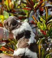 #3IN Choc Parti F, a female Sheepadoodle for sale in Apopka, FL – Photo 3 of 4
