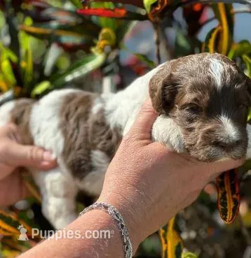 #3IN Choc Parti F, a female Sheepadoodle for sale in Apopka, FL – Photo 1 of 4