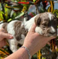 #3IN Choc Parti F, a female Sheepadoodle for sale in Apopka, FL – Photo 1 of 4