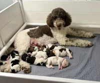 Baby boy, a male Labradoodle for sale in Apopka, FL – 3 of 6