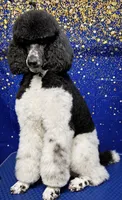 Gamora, a female Labradoodle for sale in Apopka, FL – 9 of 9