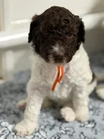 Peggy, a female Labradoodle for sale in Apopka, FL – 2 of 8